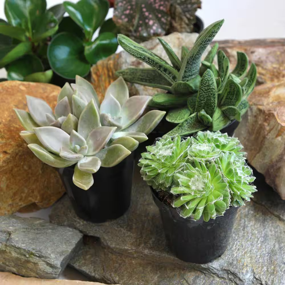 Pet Safe Easy Succulent in 3.5 In. Grower Pots (3-Pack)