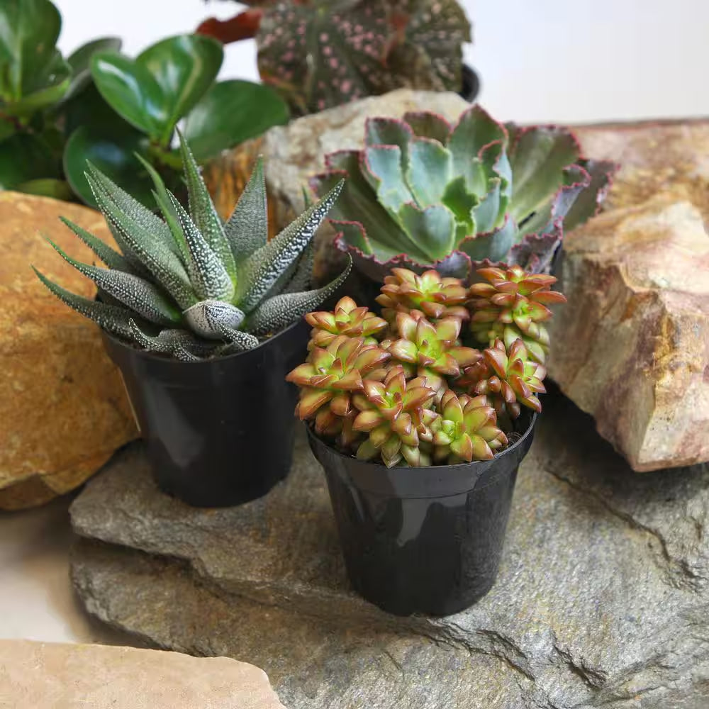 Pet Safe Easy Succulent in 3.5 In. Grower Pots (3-Pack)