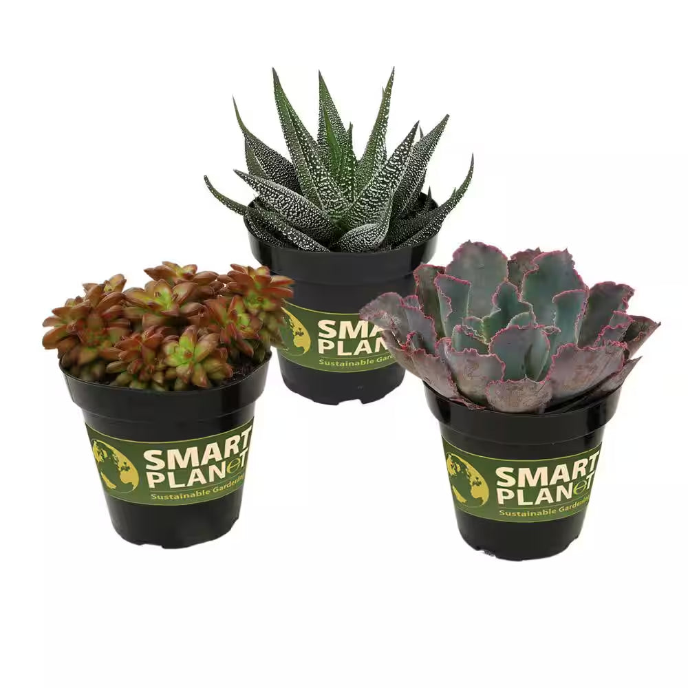 Pet Safe Easy Succulent in 3.5 In. Grower Pots (3-Pack)