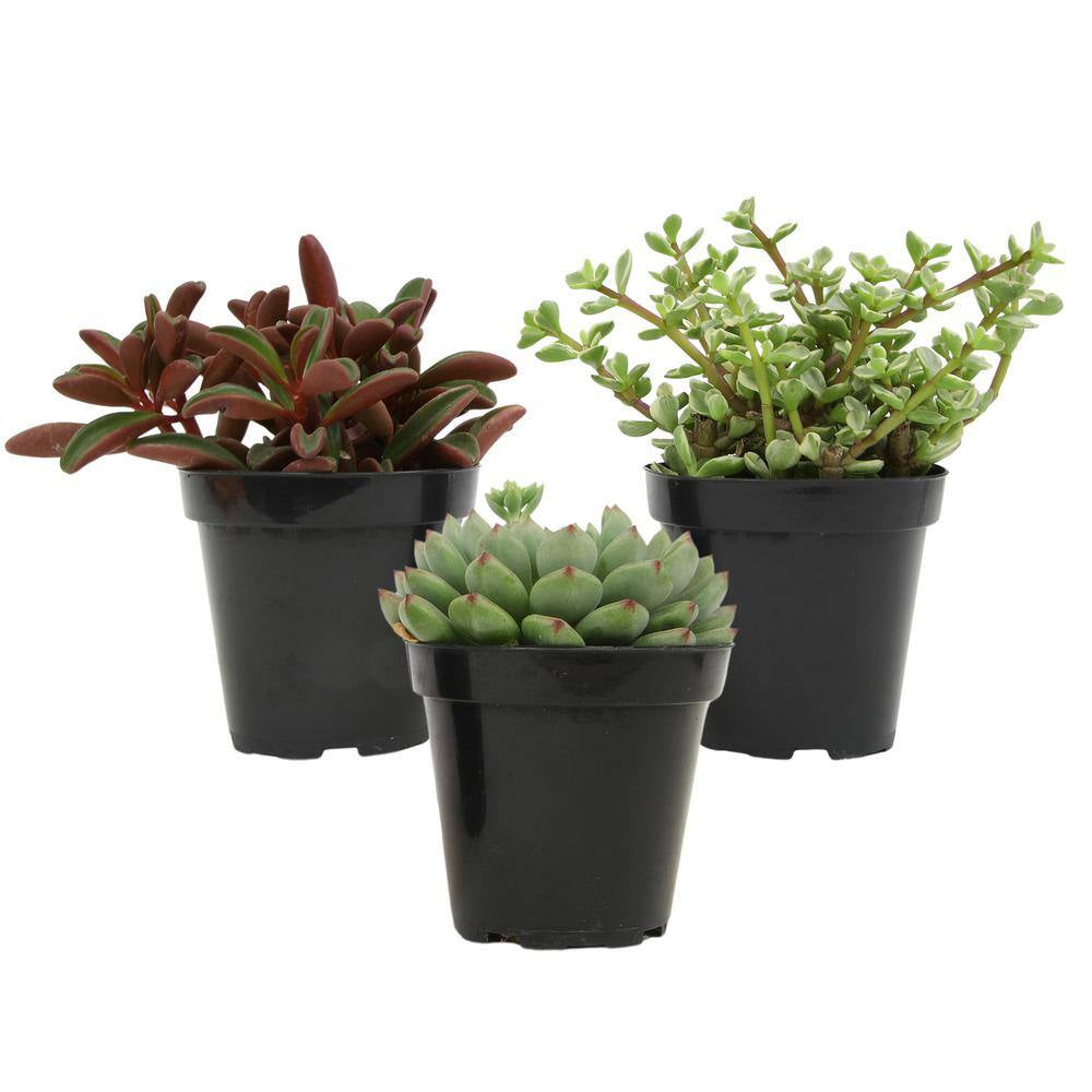 Pet Safe Easy Succulent in 3.5 In. Grower Pots (3-Pack)