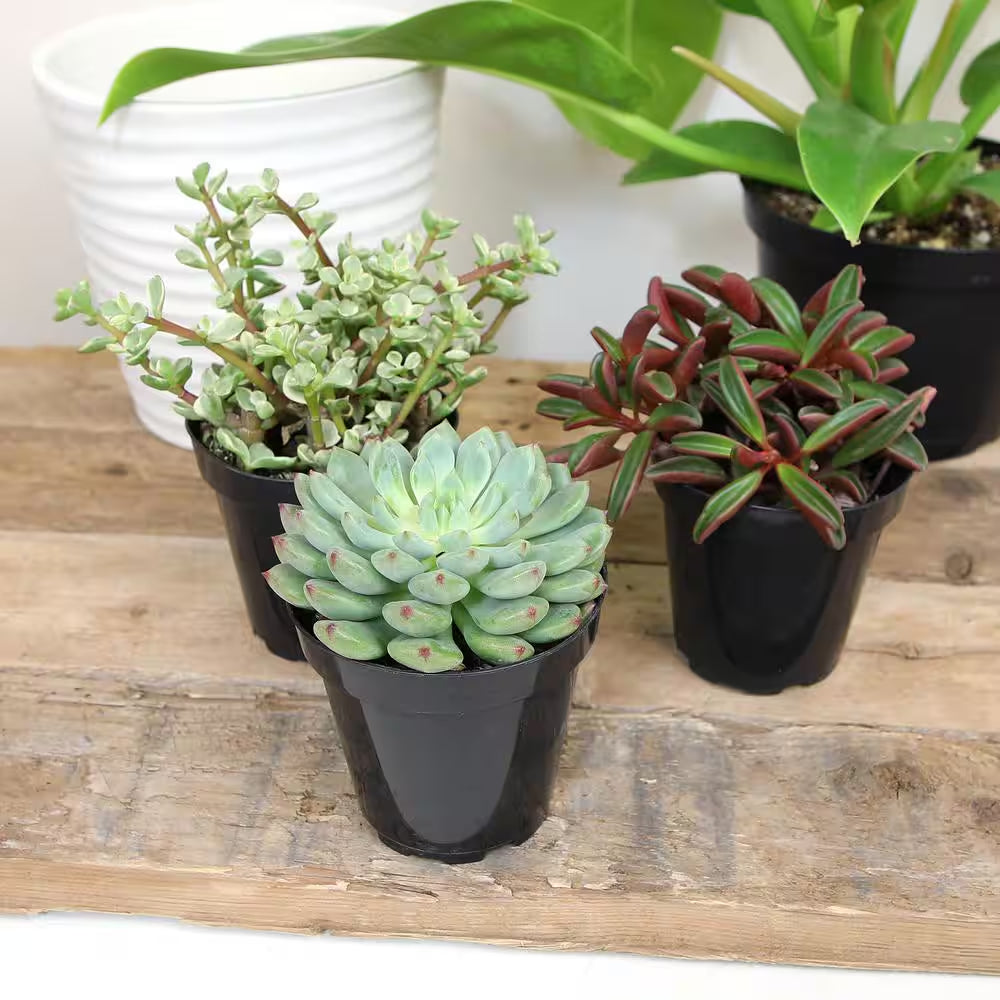 Pet Safe Easy Succulent in 3.5 In. Grower Pots (3-Pack)