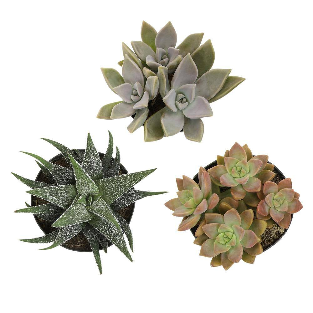 Pet Safe Easy Succulent in 3.5 In. Grower Pots (3-Pack)
