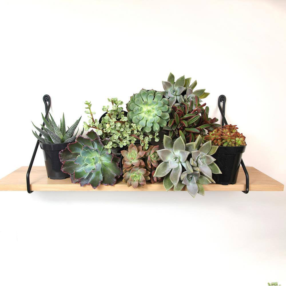 Pet Safe Easy Succulent in 3.5 In. Grower Pots (3-Pack)